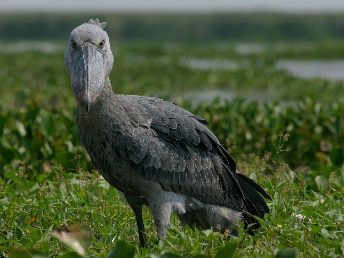 Shoebill Climbing Nyiragongo