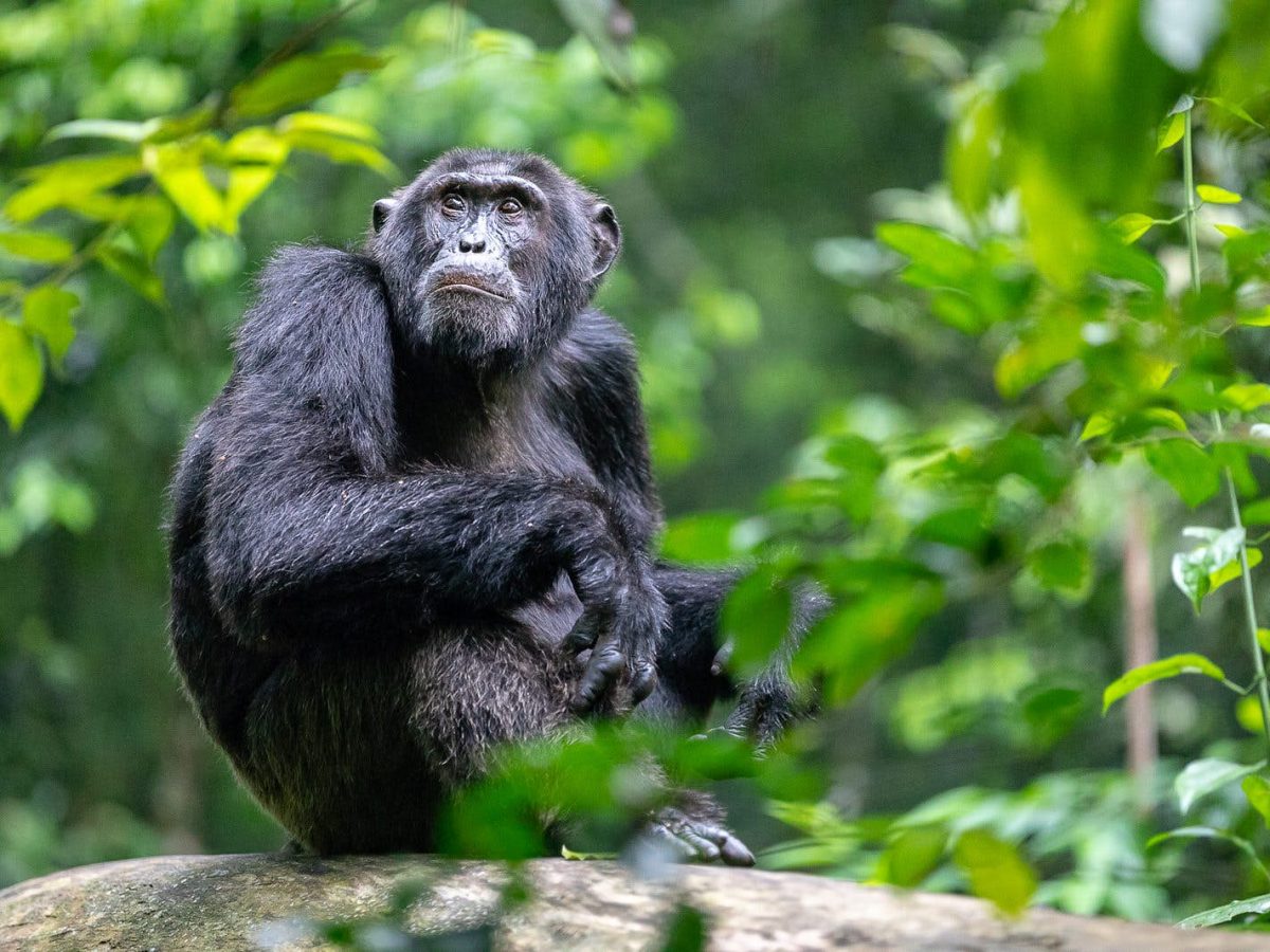 Kibale-Uganda-Chimpanzees | Climbing Nyiragongo